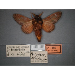 /filer/webapps/moths/media/images/S/semna_Seydelora_HT_RMCA_02.jpg