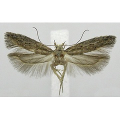 /filer/webapps/moths/media/images/E/ergasima_Scrobipalpa_AF_ZMHB.jpg