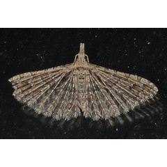 /filer/webapps/moths/media/images/S/spicifera_Alucita_A_Heyns_01.JPG