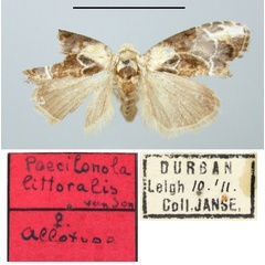 /filer/webapps/moths/media/images/L/littoralis_Poecilonola_AT_TMSA.jpg