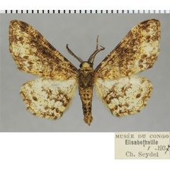 /filer/webapps/moths/media/images/I/inaequipicta_Cleora_AM_ZSMa.jpg