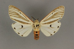 Aloa senegalensis