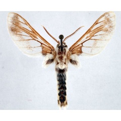 /filer/webapps/moths/media/images/A/angolensis_Neophemula_AM_Ochse_01.jpg