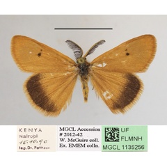 /filer/webapps/moths/media/images/Q/quadripunctata_Bracharoa_A_MGCLa_01.jpg