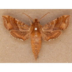 /filer/webapps/moths/media/images/A/aureata_Batiothia_A_Butler.jpg