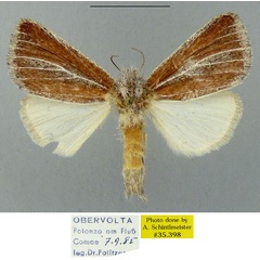 /filer/webapps/moths/media/images/A/albifasciata_Parazana_AM_MGCL_01.jpg