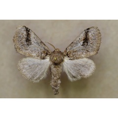 /filer/webapps/moths/media/images/P/phenax_Laelia_A_Butler.jpg