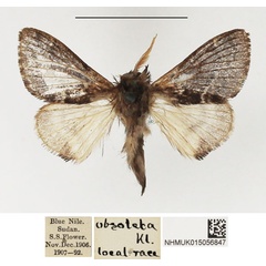 /filer/webapps/moths/media/images/O/obsoleta_Anadiasa_AM_NHMUK.jpg