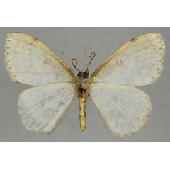 /filer/webapps/moths/media/images/E/elaphrodes_Ectropis_AM_ZSMb.jpg