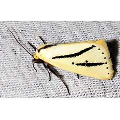 /filer/webapps/moths/media/images/B/bilinea_Grammarctia_A_Braun_05.jpg