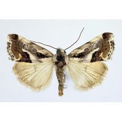 /filer/webapps/moths/media/images/N/nubilata_Acontia_AM_Aulombard_01.jpg