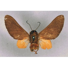 /filer/webapps/moths/media/images/M/monotonia_Balacra_STM_ZMHB_01.jpg