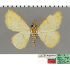 /filer/webapps/moths/media/images/E/elephantina_Heterostegane_HT_ZSMa.jpg