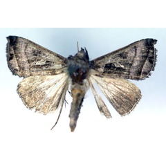 /filer/webapps/moths/media/images/R/rectilinea_Plusia_A_RMCA.jpg