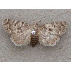 /filer/webapps/moths/media/images/S/signata_Athetis_A_Butler.jpg