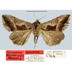 /filer/webapps/moths/media/images/E/etiennei_Ctenoplusia_AT_MNHN.jpg