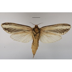 /filer/webapps/moths/media/images/A/atrifasciata_Azygophleps_AF_MGCLb_02.JPG