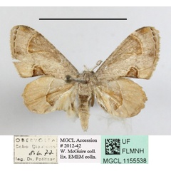 /filer/webapps/moths/media/images/T/theclata_Phazaca_A_MGCLa_01.JPG