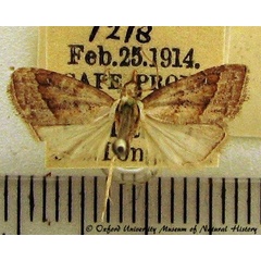 /filer/webapps/moths/media/images/T/tineoides_Nola_A_OUMNH.jpg