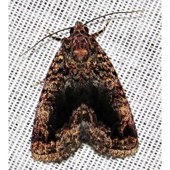 /filer/webapps/moths/media/images/J/jansei_Iambia_A_Braun_09.jpg