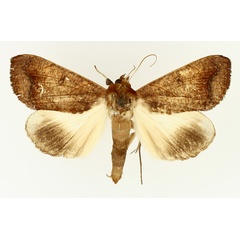 /filer/webapps/moths/media/images/F/finifascia_Ophiusa_AM_TMSA_02.jpg