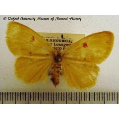 /filer/webapps/moths/media/images/S/sanguigutta_Euproctis_AF_OUMNH_01.JPG