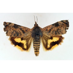 /filer/webapps/moths/media/images/P/puera_Hyblaea_AM_TMSA.jpg