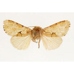 /filer/webapps/moths/media/images/A/aurora_Nyodes_PT_RMCA_02.jpg