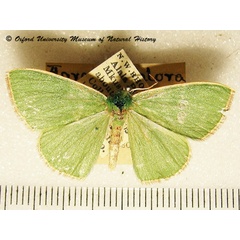 /filer/webapps/moths/media/images/P/plantaria_Omphax_A_OUMNH_01.JPG