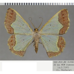 /filer/webapps/moths/media/images/F/flavicosta_Zamarada_AF_ZSM.jpg