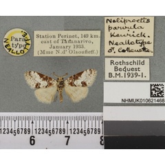 /filer/webapps/moths/media/images/P/parvula_Lymantria_NAT_BMNHa.jpg