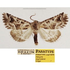 /filer/webapps/moths/media/images/A/argyrodeixis_Diargyria_PTM_TMSA_01.jpg