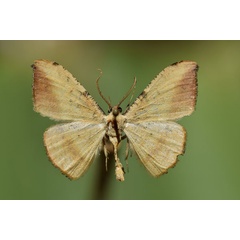 /filer/webapps/moths/media/images/A/aurora_Milocera_AM_Butler.jpg