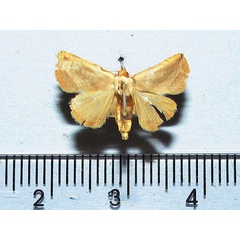 /filer/webapps/moths/media/images/R/ragusana_Eublemma_A_Goff.jpg