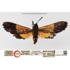 /filer/webapps/moths/media/images/D/diffinis_Netrocera_HT_NHMUK.jpg