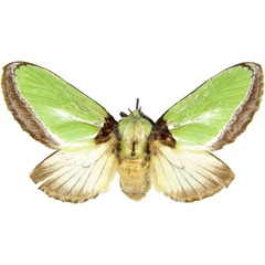 /filer/webapps/moths/media/images/E/euchlora_Parasa_AF_MCJM.jpg