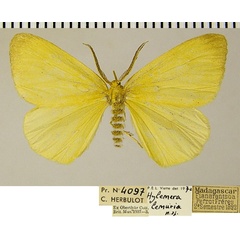 /filer/webapps/moths/media/images/L/lemuria_Hylemera_AM_ZSMa.jpg