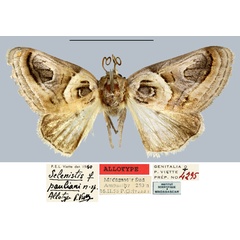 /filer/webapps/moths/media/images/P/pauliani_Selenistis_AT_MNHN.jpg