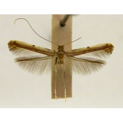 /filer/webapps/moths/media/images/X/xanthochiria_Caloptilia_PT_TMSA5636.jpg
