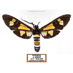 /filer/webapps/moths/media/images/F/folletii_Euchromia_AM_Legrain_02.jpg