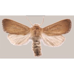 /filer/webapps/moths/media/images/T/temberma_Sesamia_HT_MNHNa.jpg
