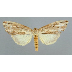 /filer/webapps/moths/media/images/A/angustipennis_Microchadisra_AT_RMCA.jpg