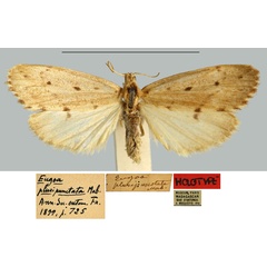 /filer/webapps/moths/media/images/P/pluripunctata_Eugoa_HT_MNHN.jpg