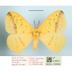 /filer/webapps/moths/media/images/C/citrina_Stenoglene_A_MGCLa_02.jpg