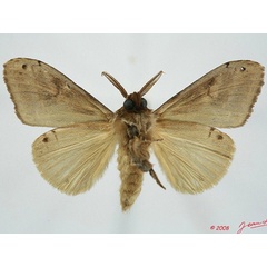 /filer/webapps/moths/media/images/K/klajim_Dasychira_A_Albertb_01.jpg