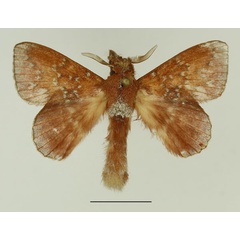 /filer/webapps/moths/media/images/R/rufobrunnea_Leipoxais_AM_Basquin_01.jpg