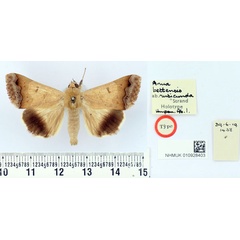 /filer/webapps/moths/media/images/R/rubicunda_Anua_HT_BMNH.jpg