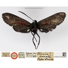 /filer/webapps/moths/media/images/A/amata_Tascia_HT_NHMUK.jpg