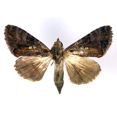 /filer/webapps/moths/media/images/H/hildebrandti_Plusiopalpa_AF_RMCA.jpg