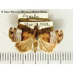 /filer/webapps/moths/media/images/H/hemimelaena_Aconzarba_A_OUMNH_01.jpg